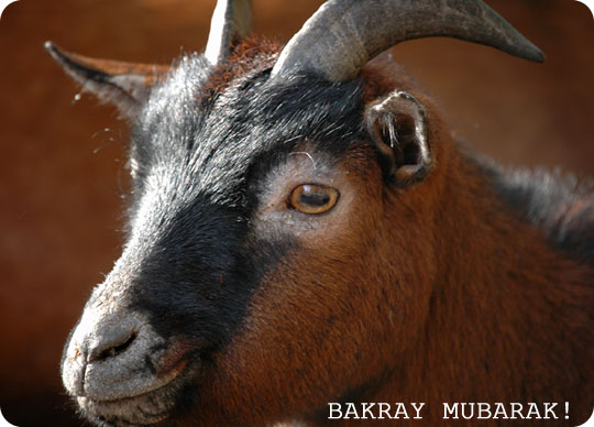 A model bakra!