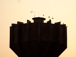 Birds flying over the water tank